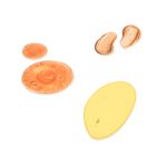 Kit-Golden-5